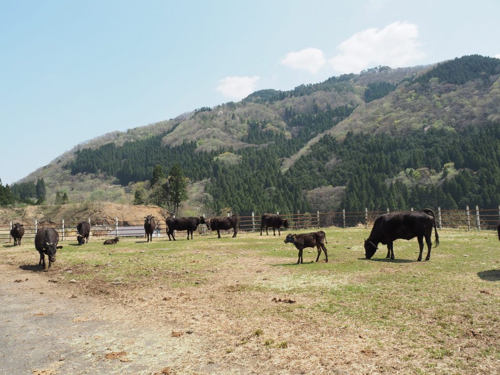 和牛のふるさと"但馬"を訪れるプログラムも（提供：兵庫県）