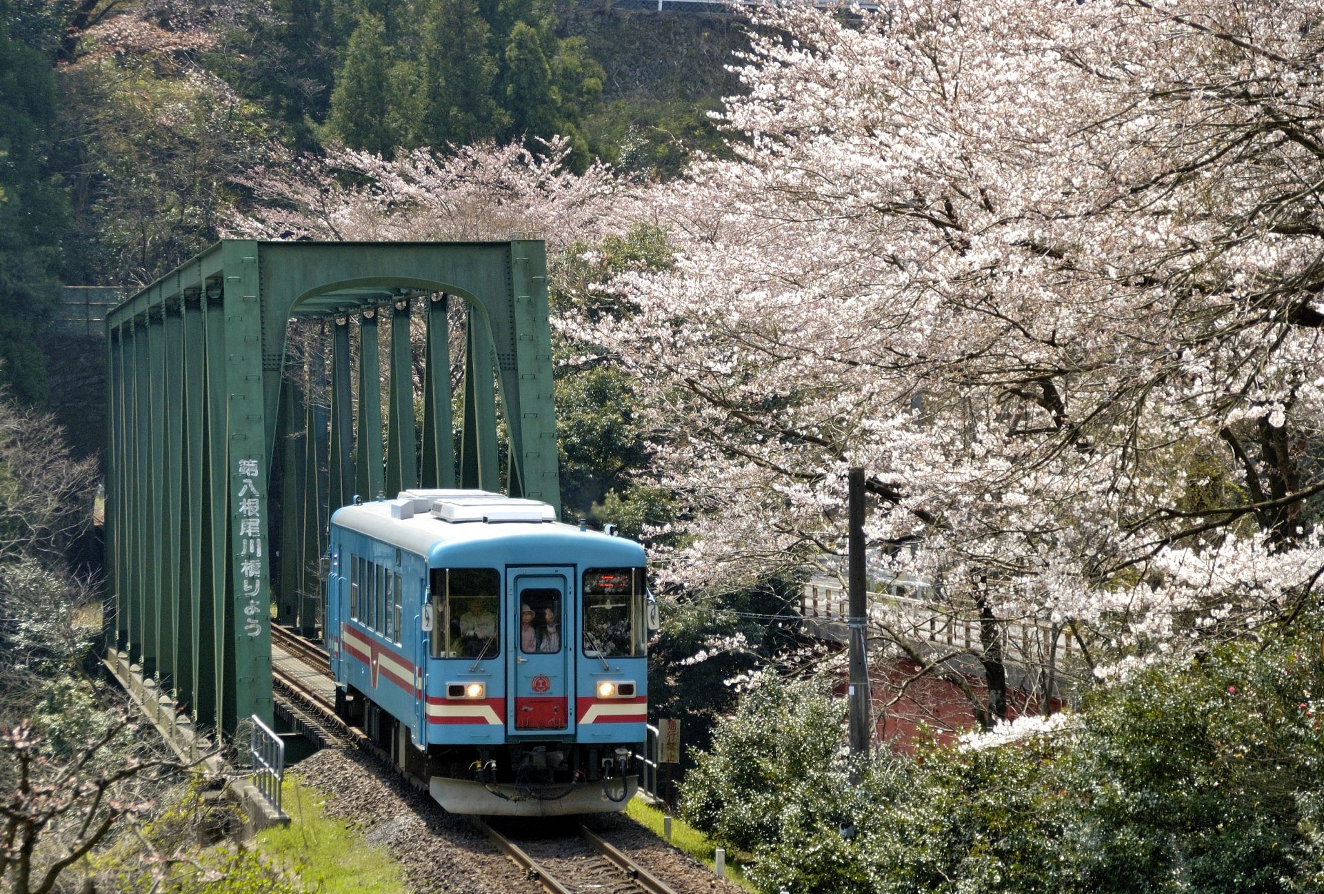 桜の下を駆け抜ける3セク列車 岐阜・西美濃の樽見鉄道 「大垣