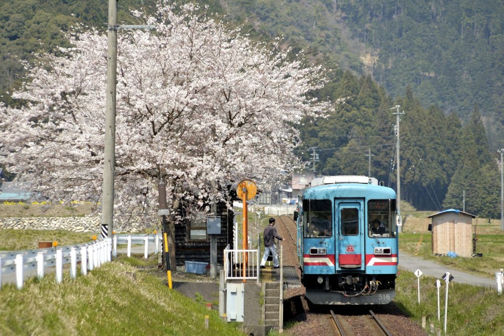 （⑬　T高科　桜）