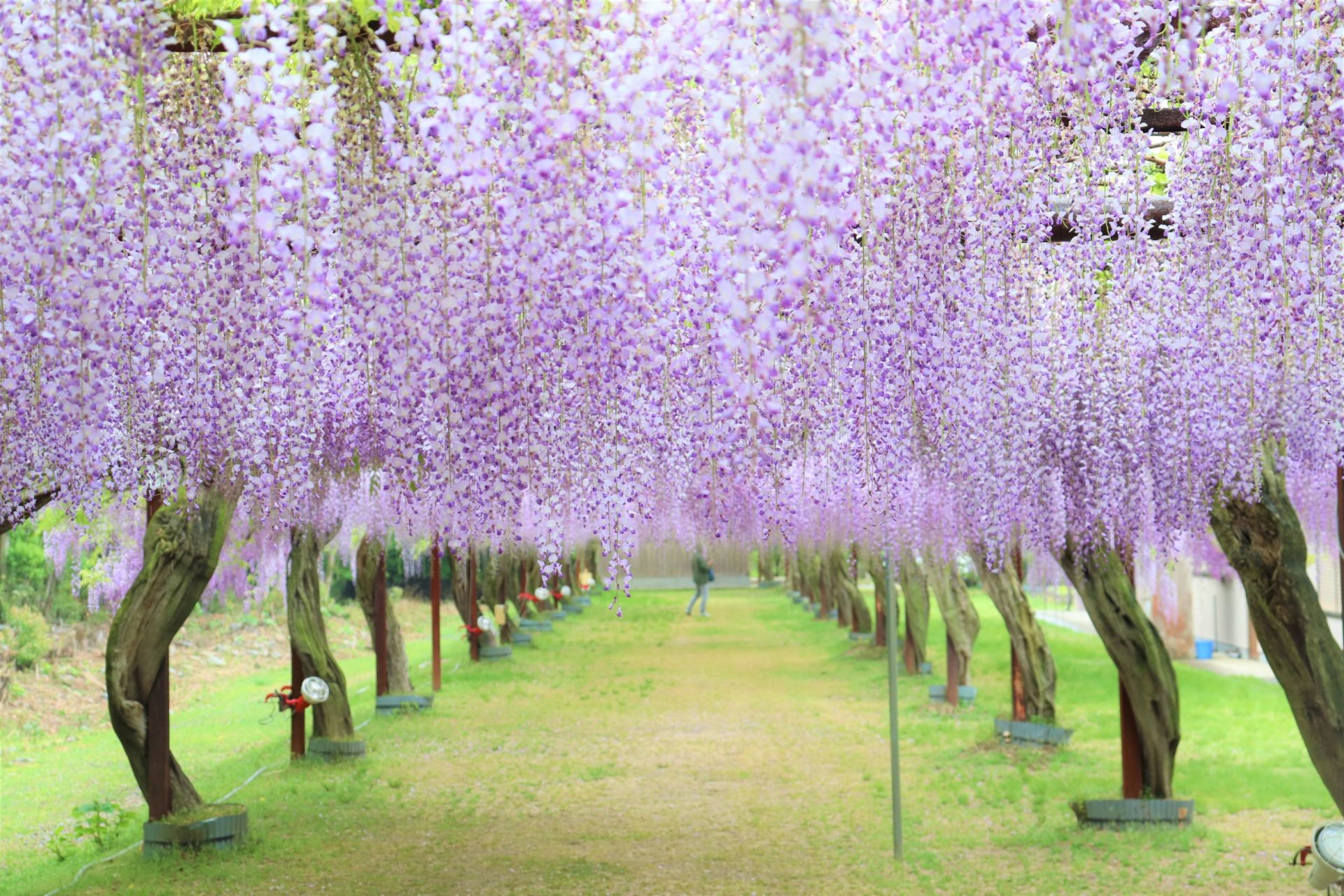 【花めぐり】岡山・備前の「藤公園」 500メートルの棚に約100種 紫の幻想はまるで鬼滅の世界 | ラジトピ ラジオ関西トピックス