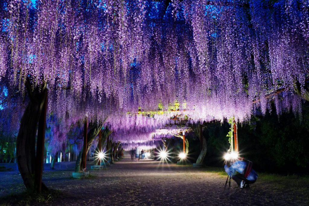 夜にはいっそう幻想的な雰囲気に