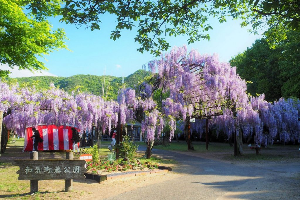 和気町の藤公園