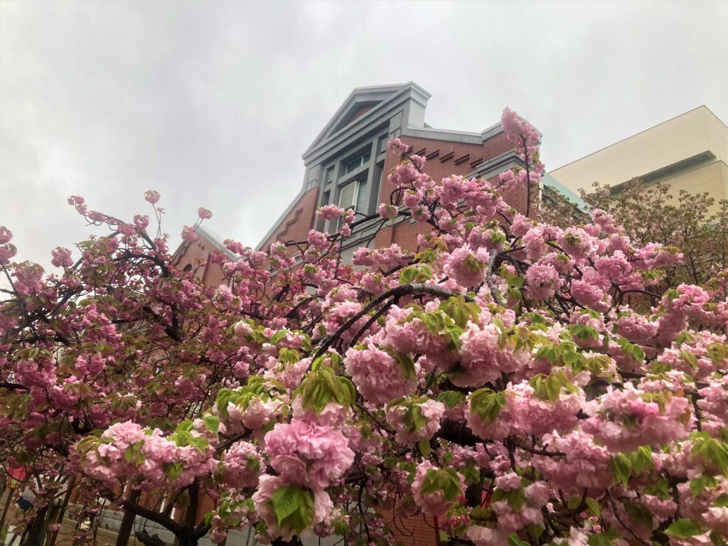 140周年「桜の通り抜け」春の雨、桜のアーチに傘の花 大阪・造幣局 