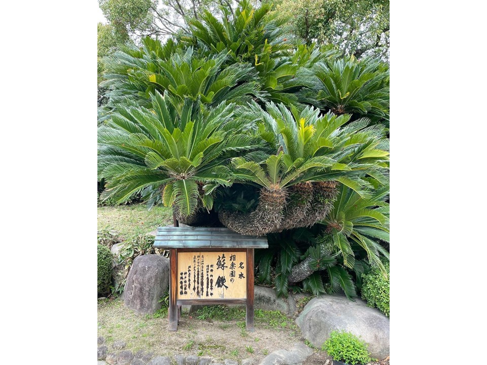 ソテツが来園客を迎える日本庭園「相楽園」（画像：Instagramウラリエ/神戸@urarie83）