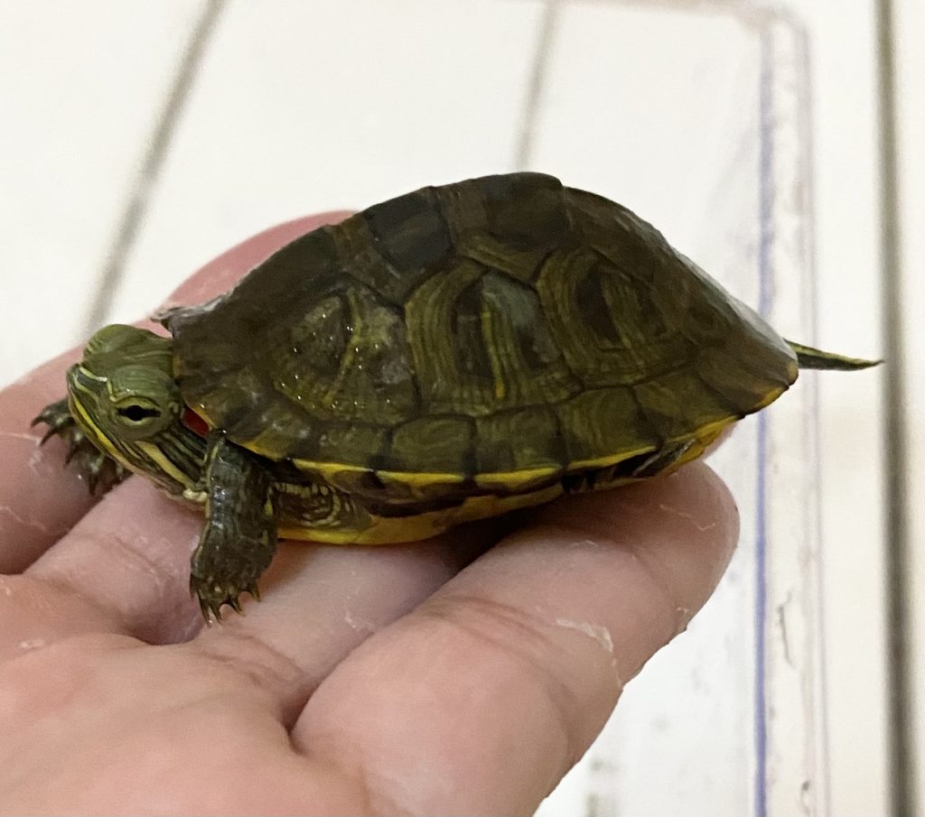 6月から新規制 間違えると犯罪になる“ミドリガメ”こと「アカミミガメ