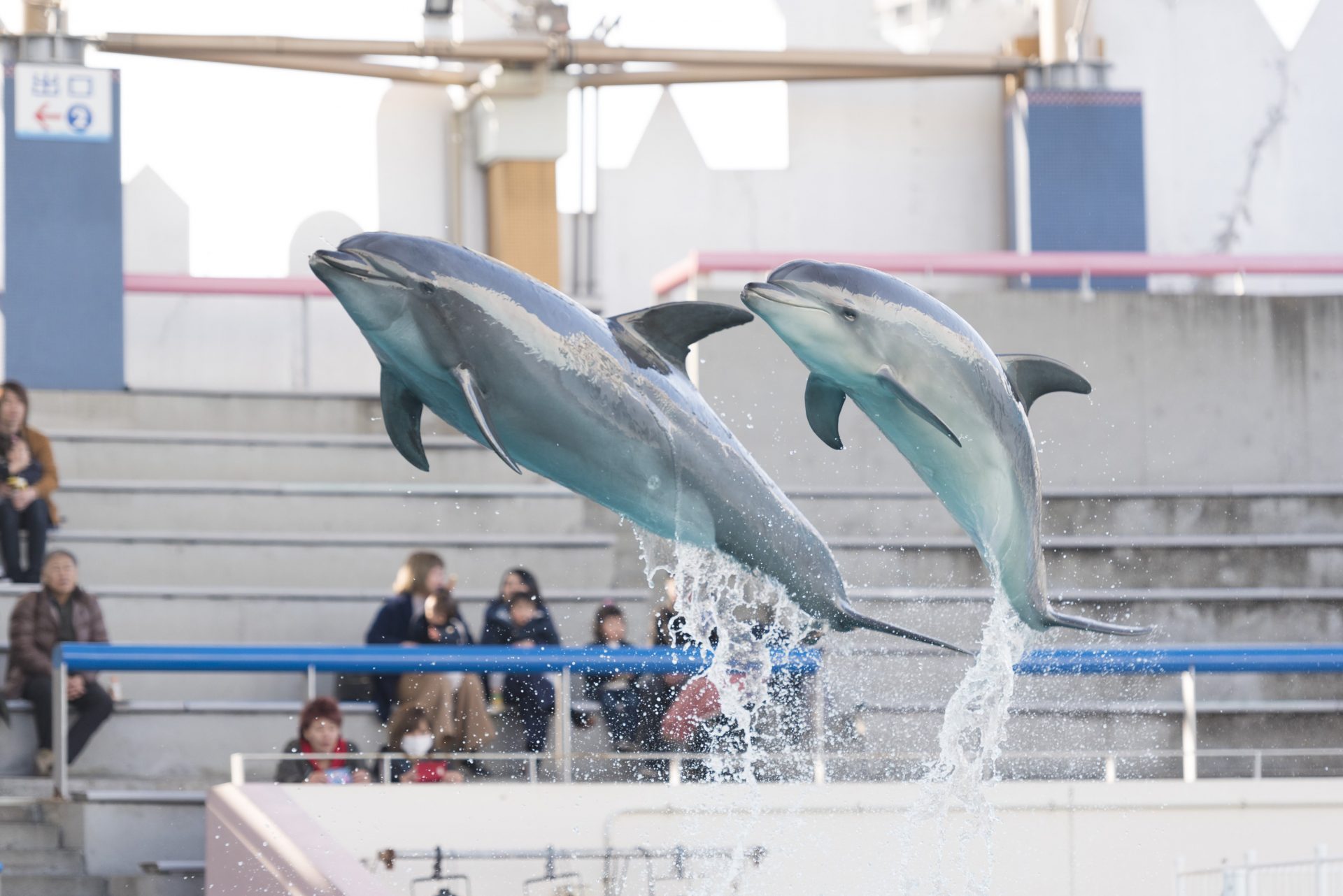 イルカとクジラは同じ生きもの？ 利口で好奇心旺盛 違いは“大きさ”って