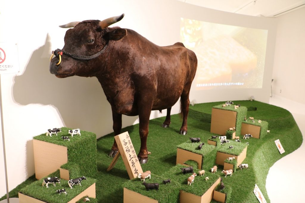 博物館内に展示されている牛の剥製（提供：但馬牛博物館）