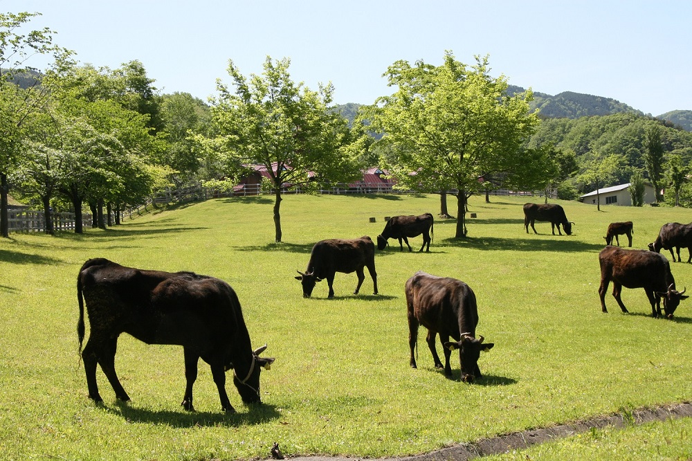 芝生の放牧場の牛たち（提供：但馬牛博物館）
