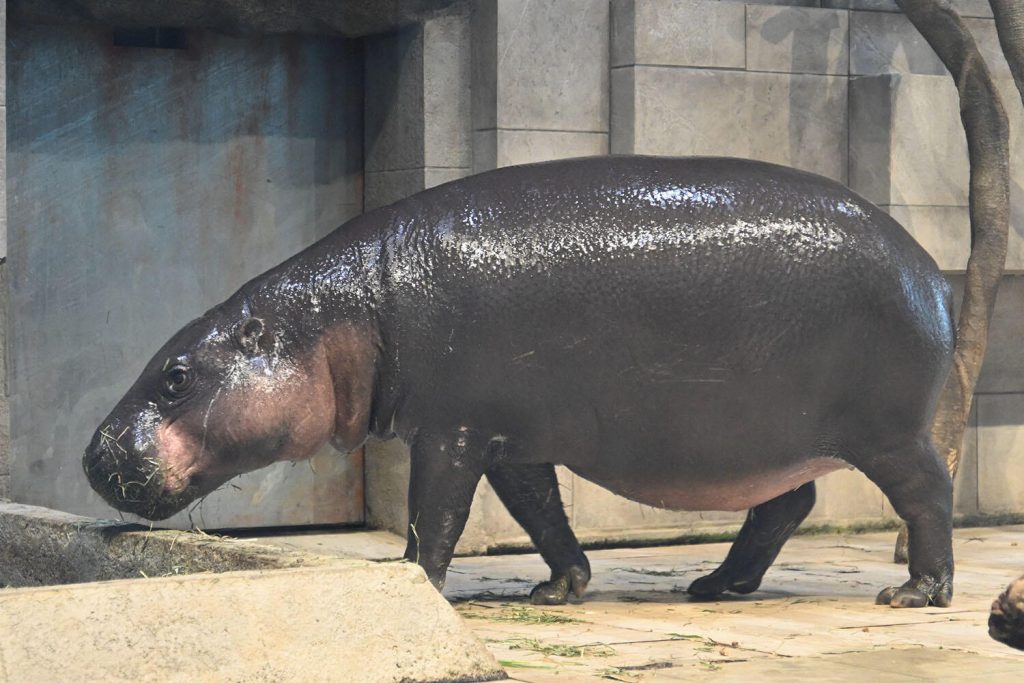 お腹に赤ちゃんがいるミニカバ「フルフル」