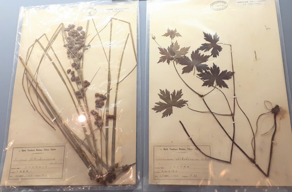 樟蔭高校で保管されていた牧野富太郎採集の標本。マツカサススキ（左）とシコクフウロ（右）