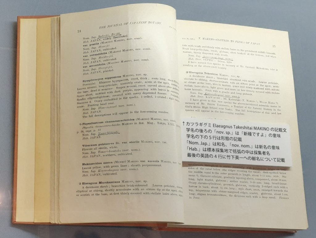 牧野富太郎がカツラギグミを記載した論文（植物研究雑誌5巻6号1928年発行）