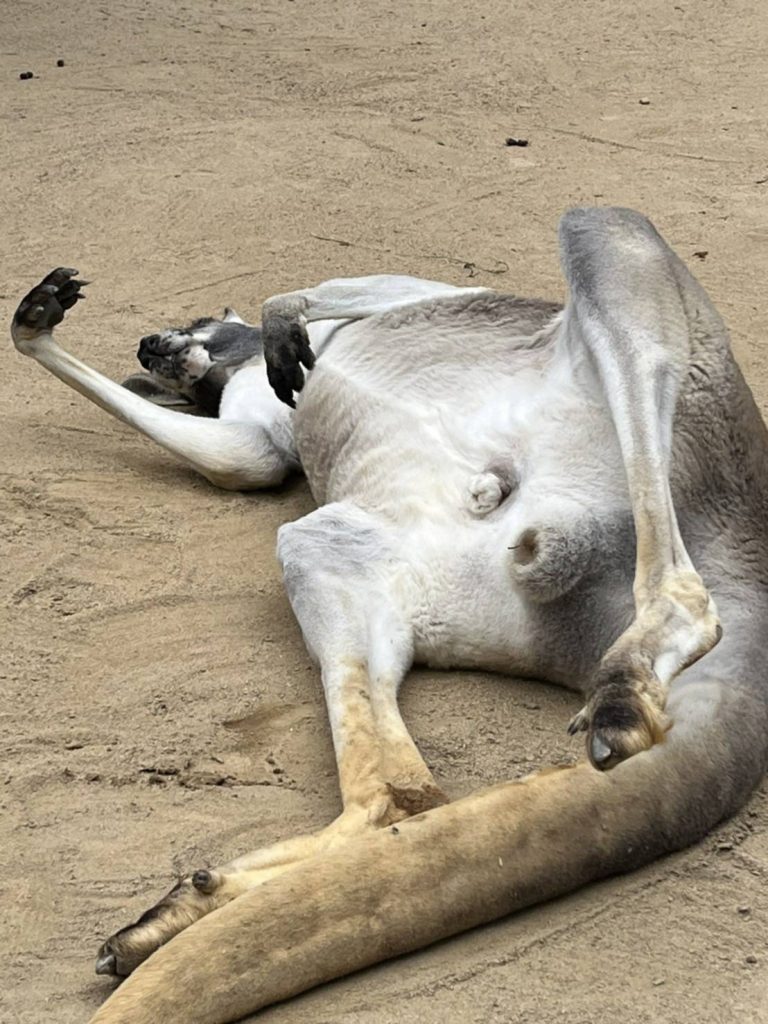 カンガルーがまるで“日曜日のお父さん”!? 神戸・王子動物園のジョニー