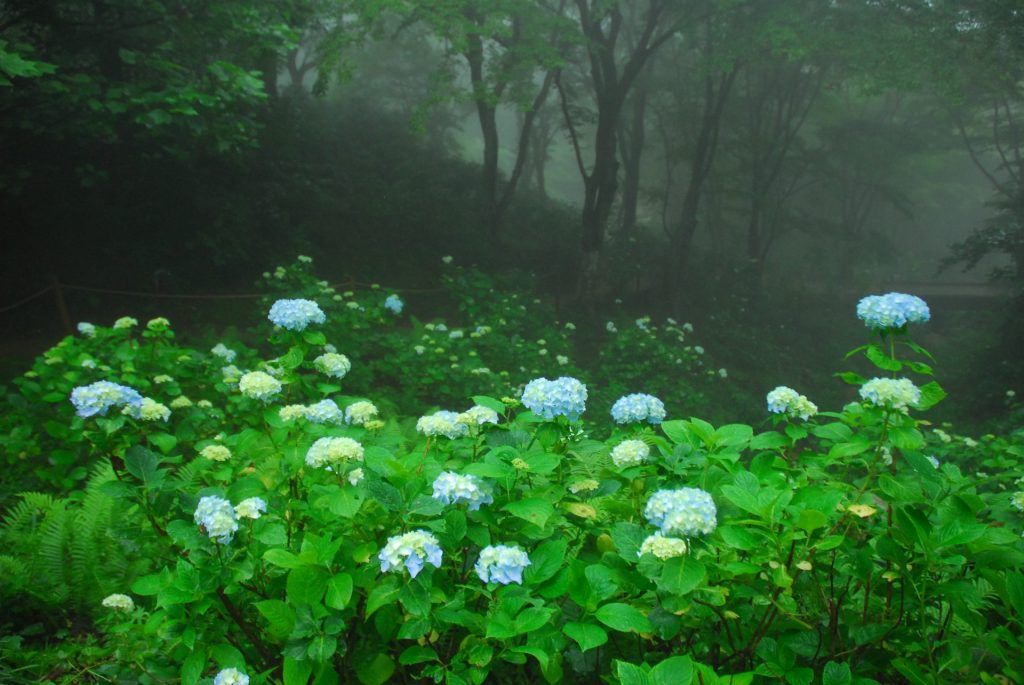 ヒメアジサイ　画像提供：六甲高山植物園