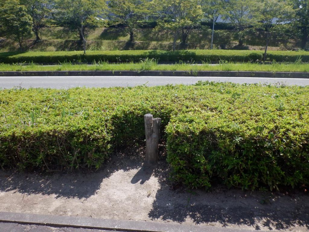 ケヤキの切り株。市道の街路樹だったが枯れているのが確認され、神戸市が伐採、撤去した＝神戸市提供