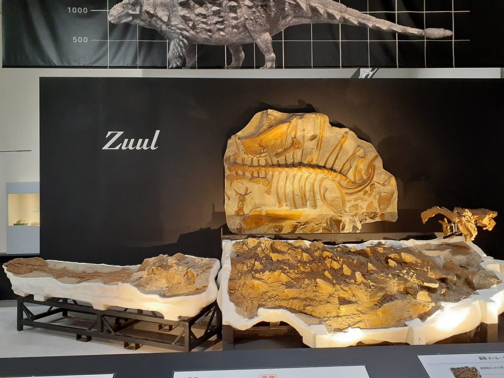 ズールの胴体と尾　奥は体骨格産状(複製)　ロイヤルオンタリオ博物館蔵