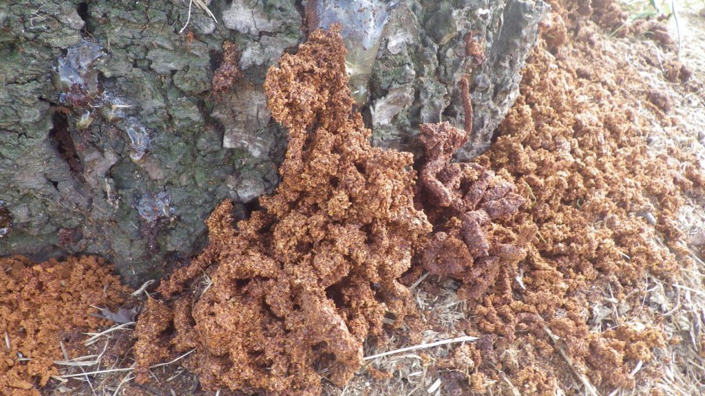 クビアカツヤカミキリの幼虫が樹木内を食い荒らして出たふんと木くずの混合物「フラス」（明石市内）