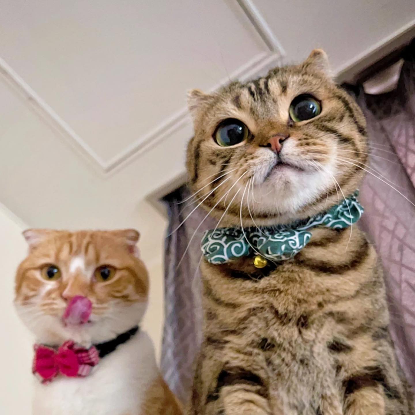 ママ、これあげるよ！おつかれさま」まんまる猫ちゃん、忙しい