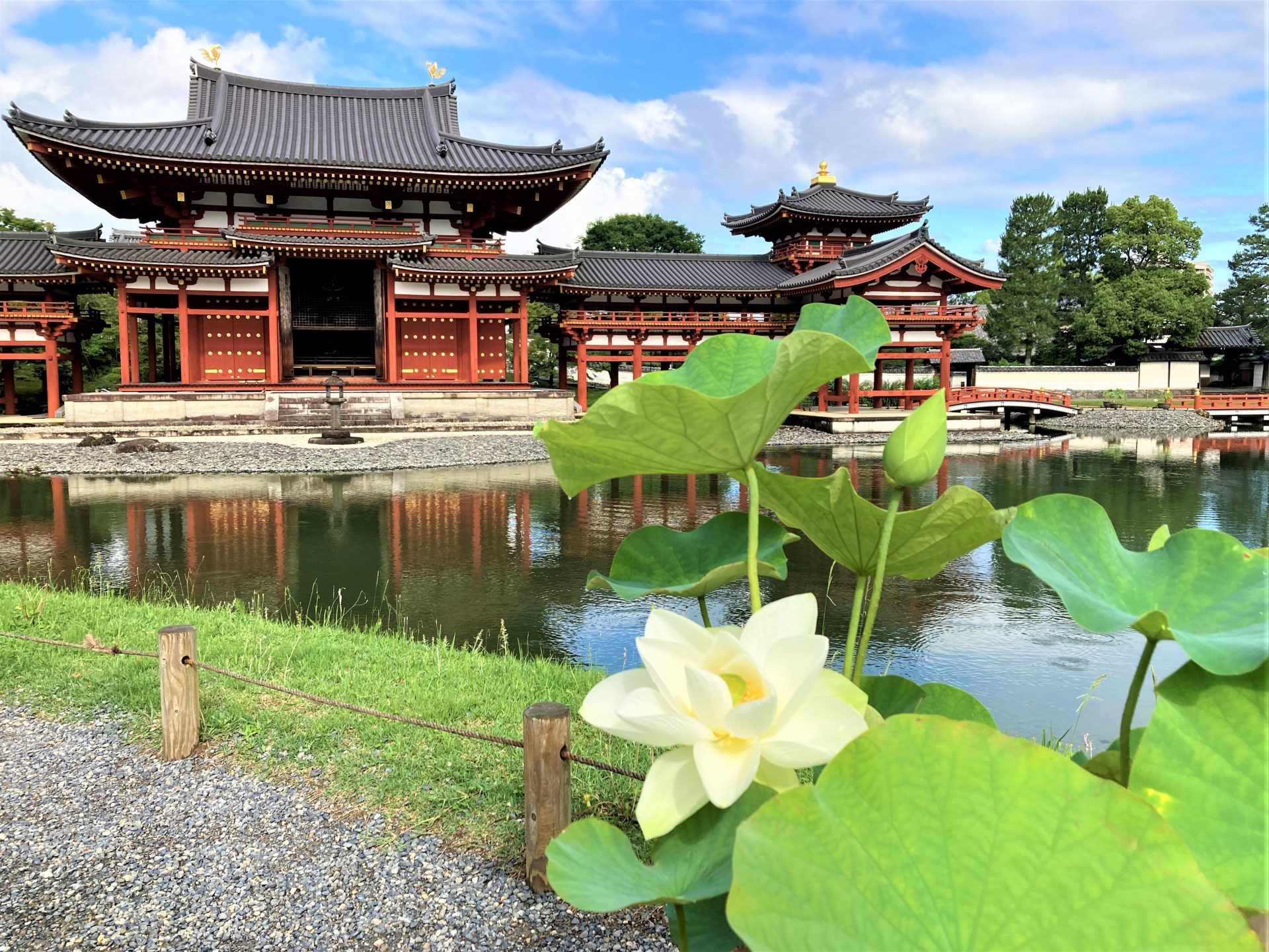 蓮の花、涼しげに 世界文化遺産・平等院 出土した1粒の種、この夏も