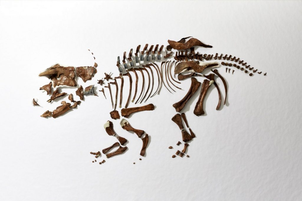 フルカトケラトプスの実物化石　国立科学博物館蔵　（撮影：アフロ）