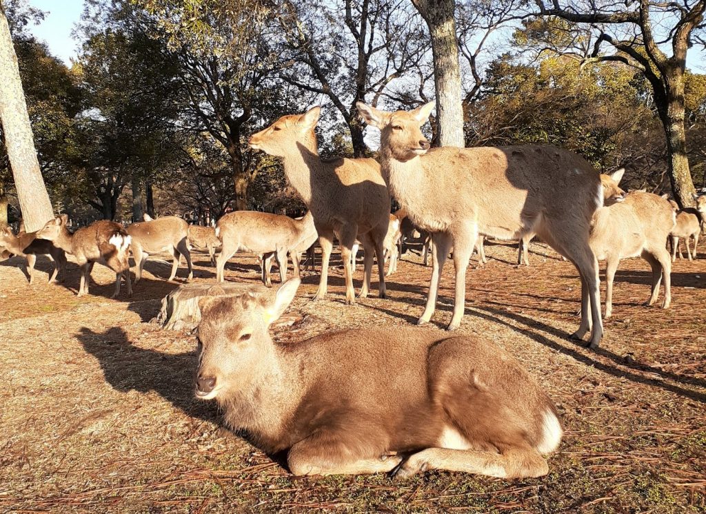 奈良公園のシカ