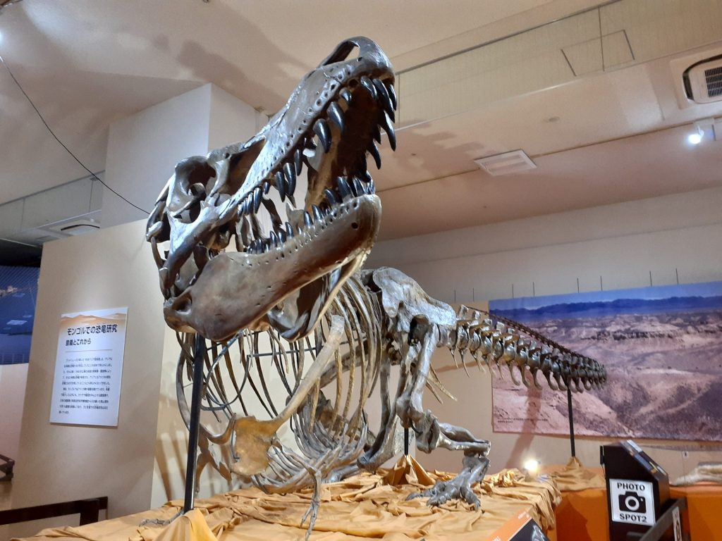 タルボサウルス 全身骨格　国立科学博物館蔵