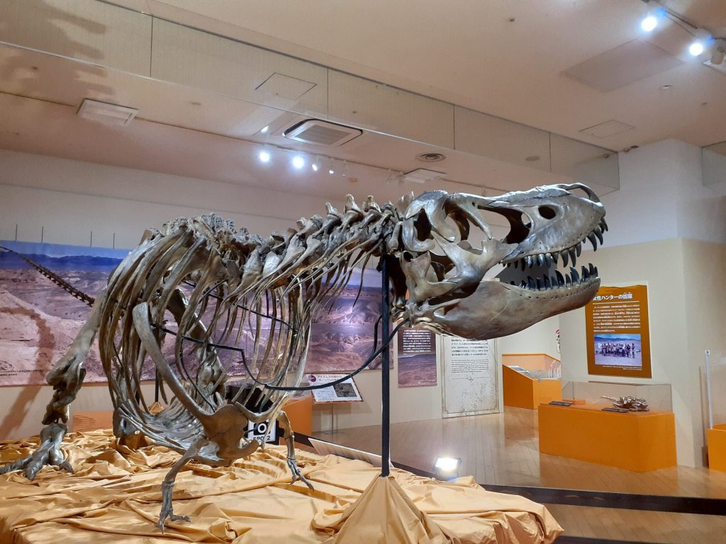 タルボサウルス　全身骨格　国立科学博物館蔵
