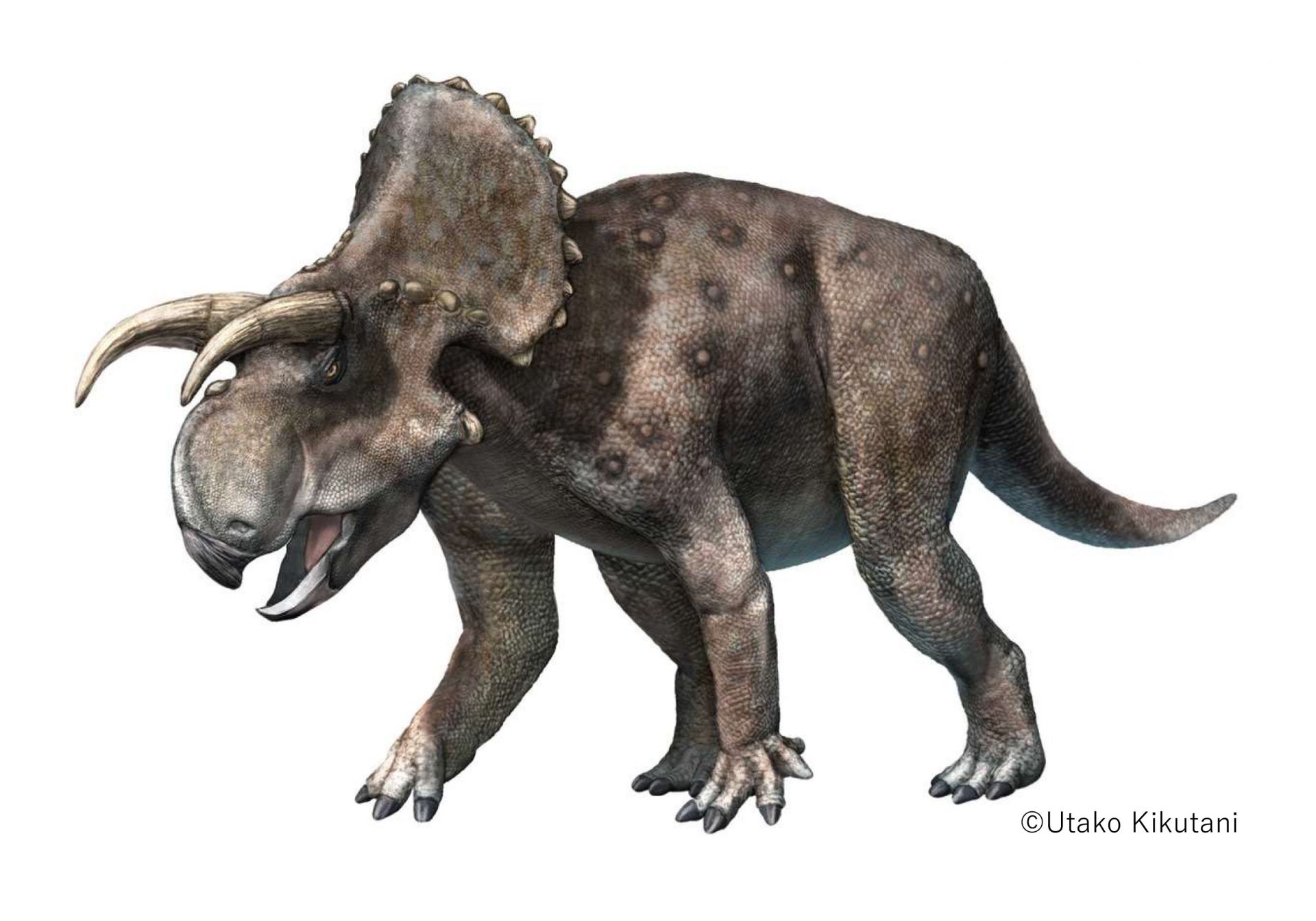 展示中の恐竜化石は新種の角竜！その名は「フルカトケラトプス」 恐竜 