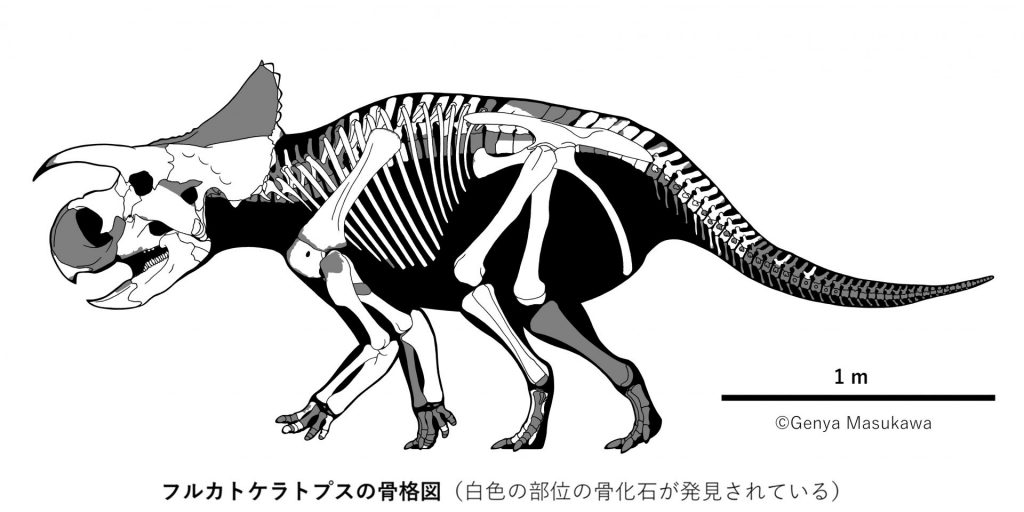展示中の恐竜化石は新種の角竜！その名は「フルカトケラトプス」 恐竜