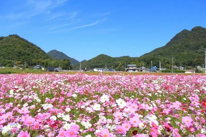 三田の秋を彩るコスモス畑