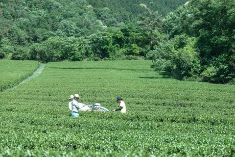 仙霊茶では、無肥料・無農薬で栽培を行う