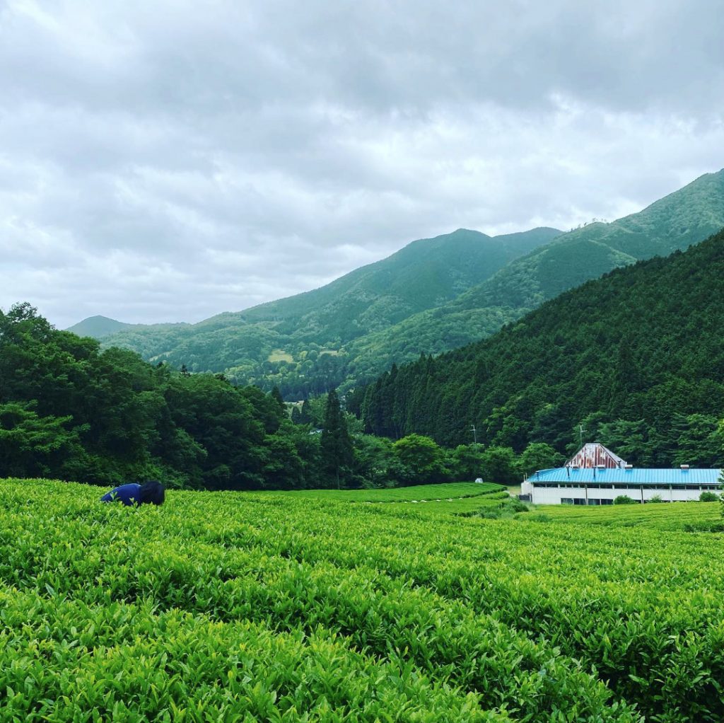 仙霊茶の茶畑