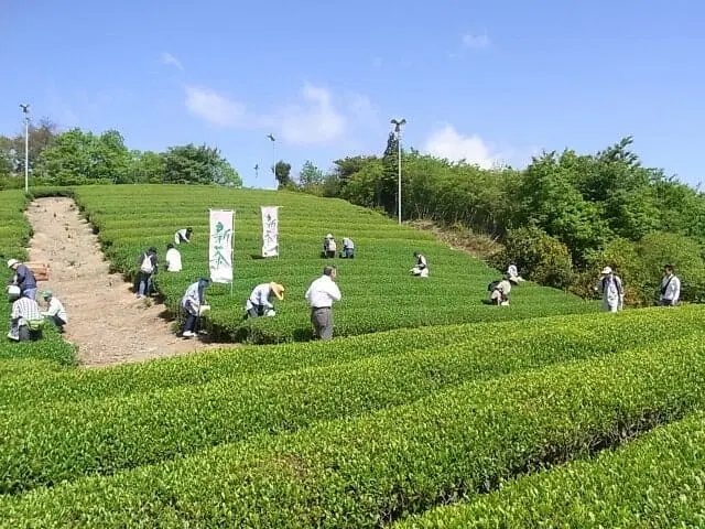 母子地区の茶畑