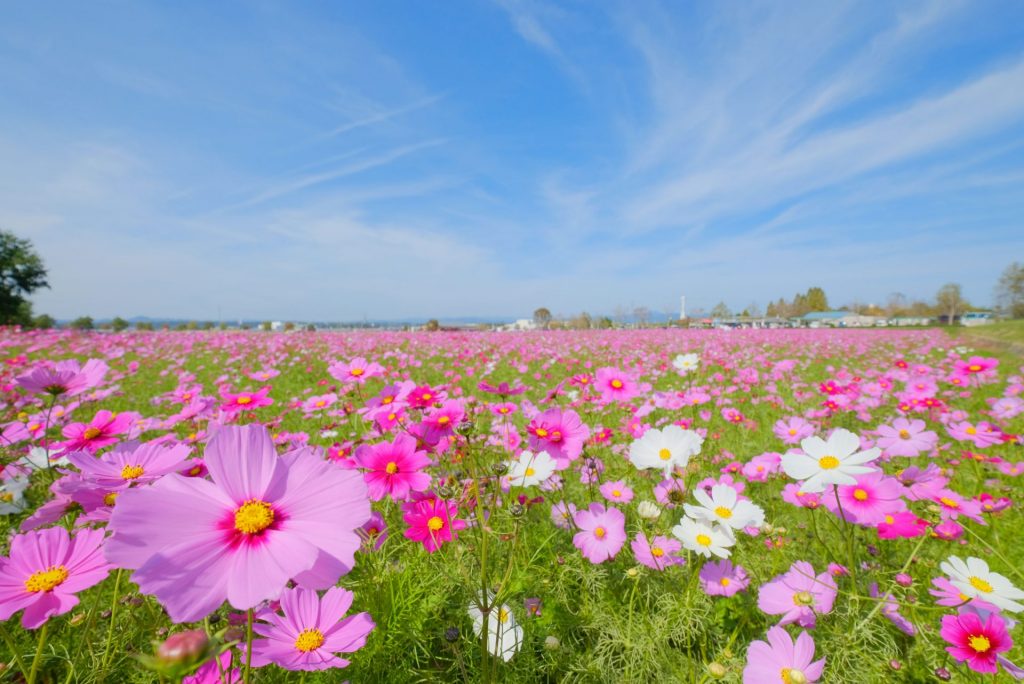 小野市のひまわりの丘公園には秋になると400万本のコスモスが咲き誇る（画像提供：小野市）