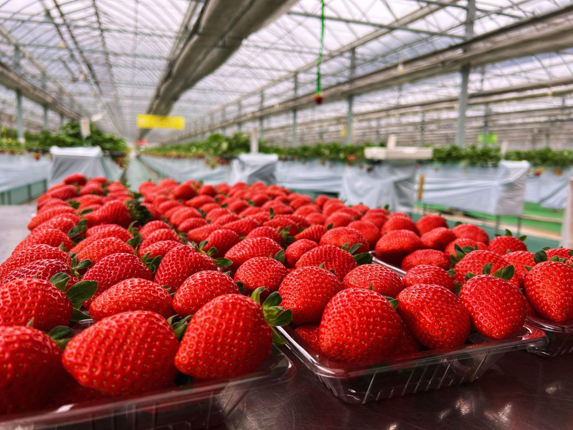 4年ぶりに“食べ放題”復活！ 『山田みつばち農園』のイチゴ狩り 岡山県