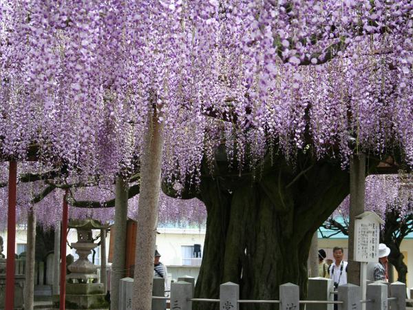 山崎町の大歳神社にある「千年藤」。960（天徳4）年に植えられたとされる。境内に広がる藤棚は、500平方メートルにも及ぶ（画像提供：宍粟市）