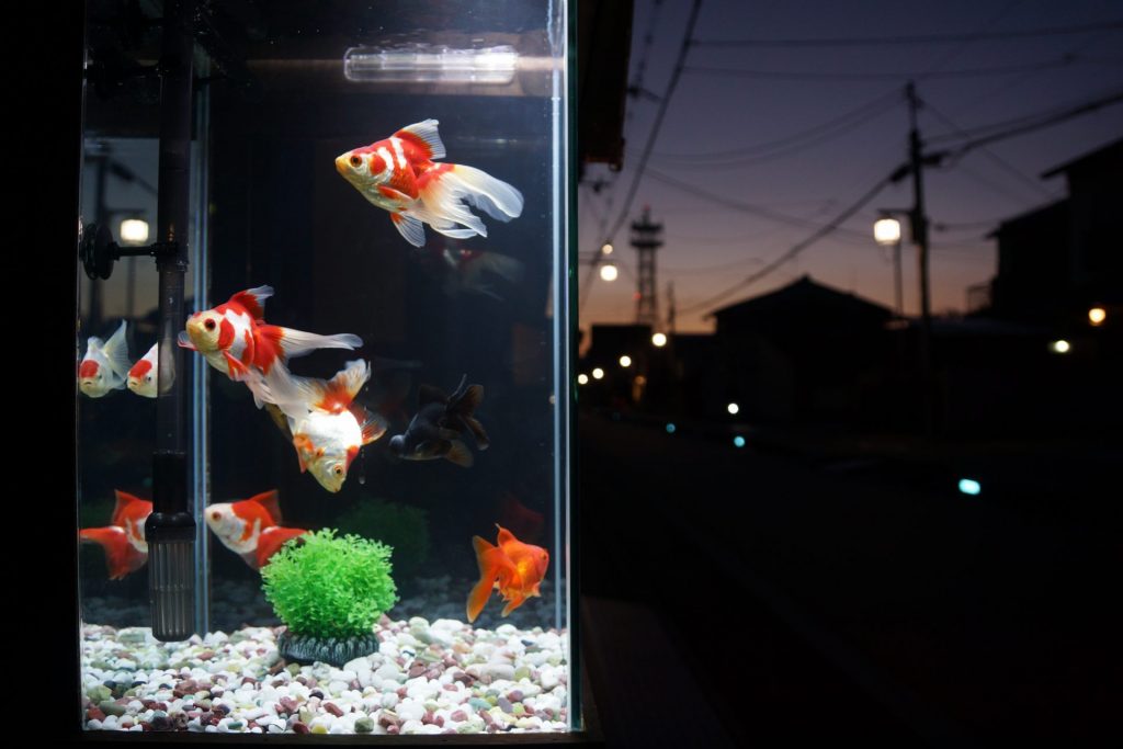 大和郡山市内にある金魚水槽は夜になると幻想的な雰囲気に（画像提供：大和郡山市）