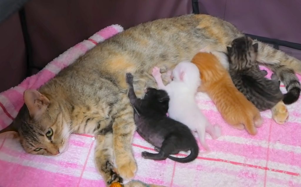 野良猫を保護したら→2週間後に四つ子を出産！育児に奮闘した2年の軌跡
