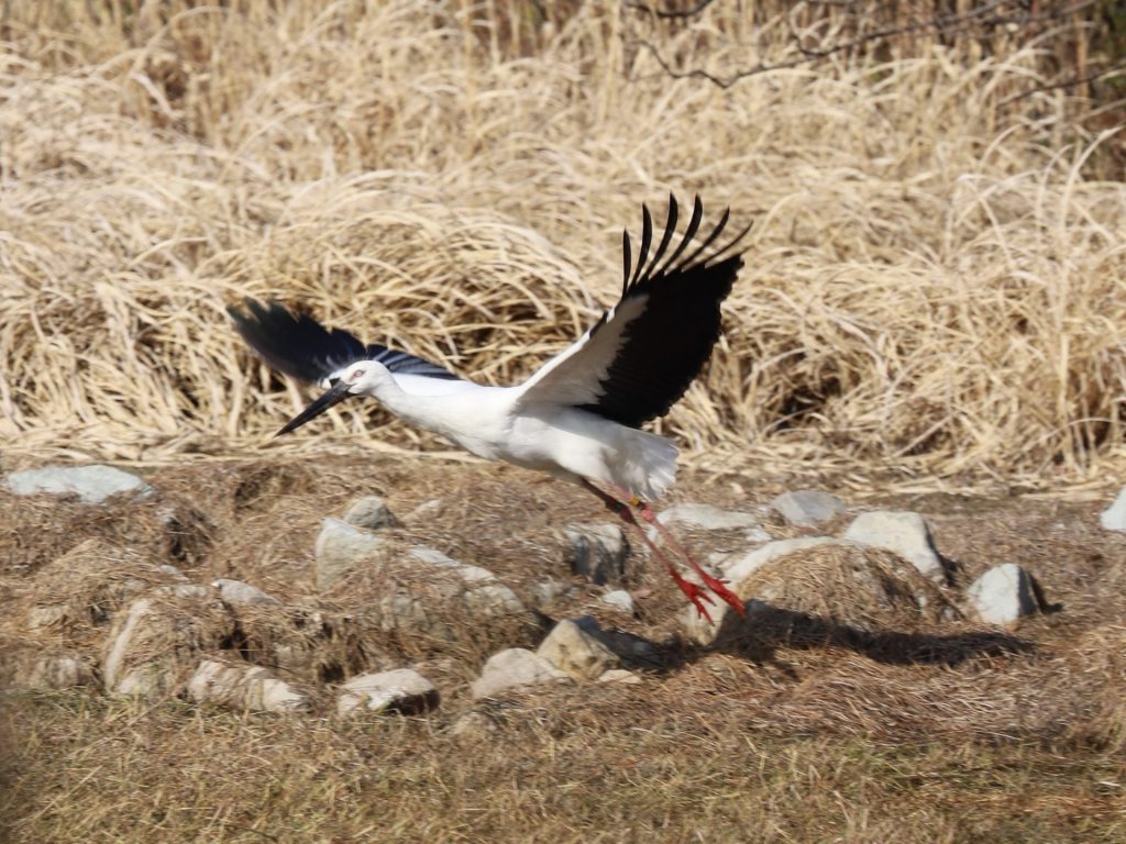 伊丹市の昆陽池公園に飛来したコウノトリ（画像提供：伊丹市）