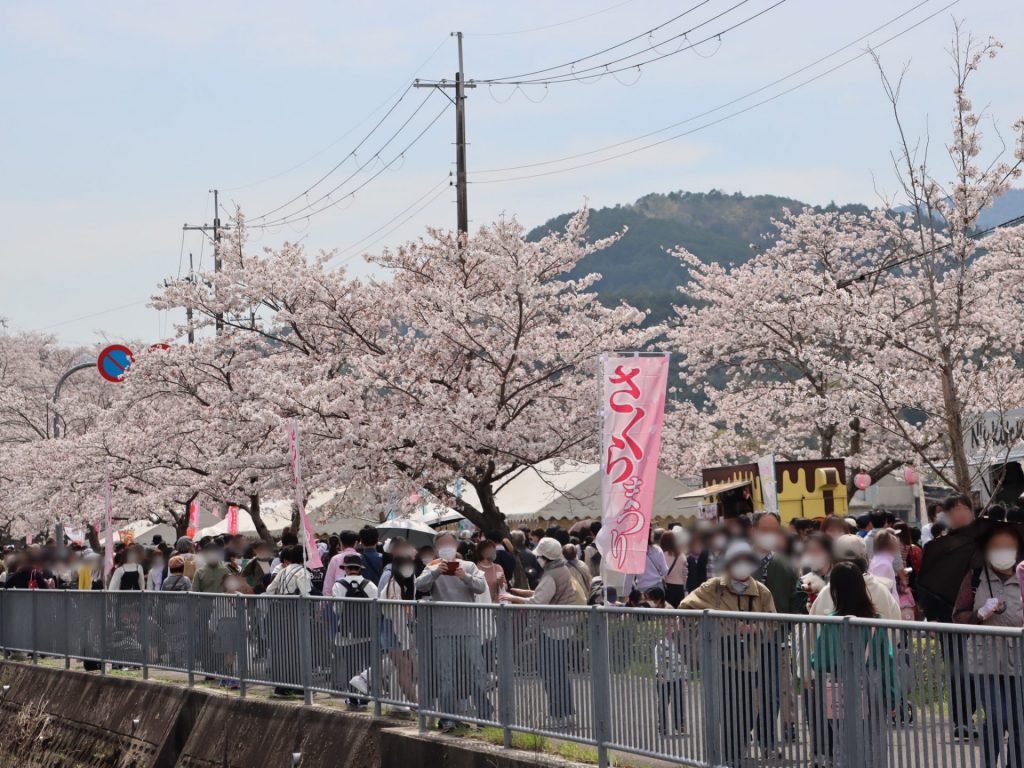 過去のいながわ桜まつりの様子（画像提供：猪名川町）