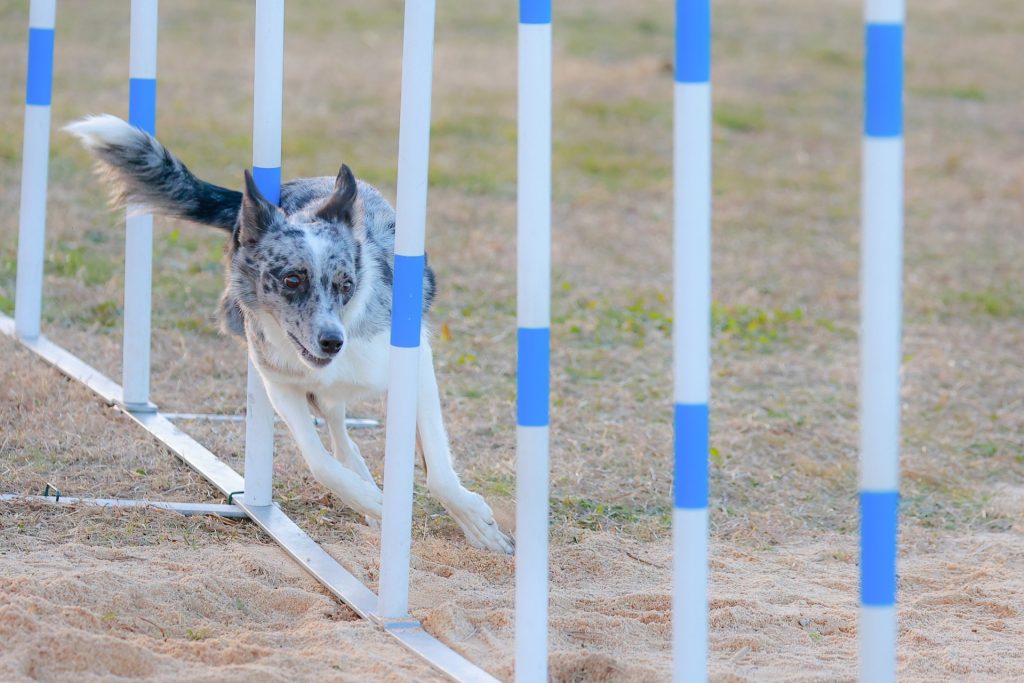 犬が行う障害物競技・アジリティ（イメージ）