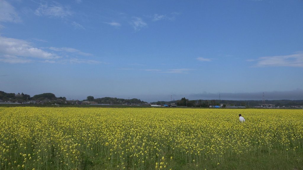 福島の農地再生とコミュニティの再生を願う人達の想いから商品化された菜種油を使ったソープ