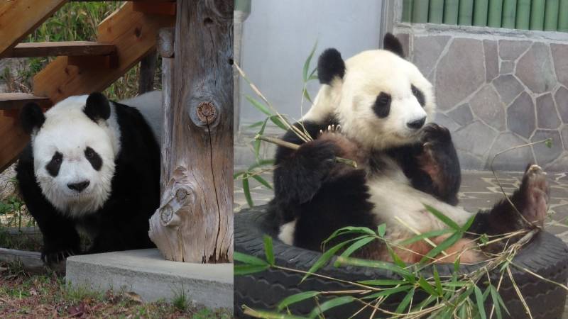 神戸・王子動物園 ジャイアントパンダ「タンタン」天国へ 被災地・神戸に笑顔を振りまき24年 | ラジトピ ラジオ関西トピックス