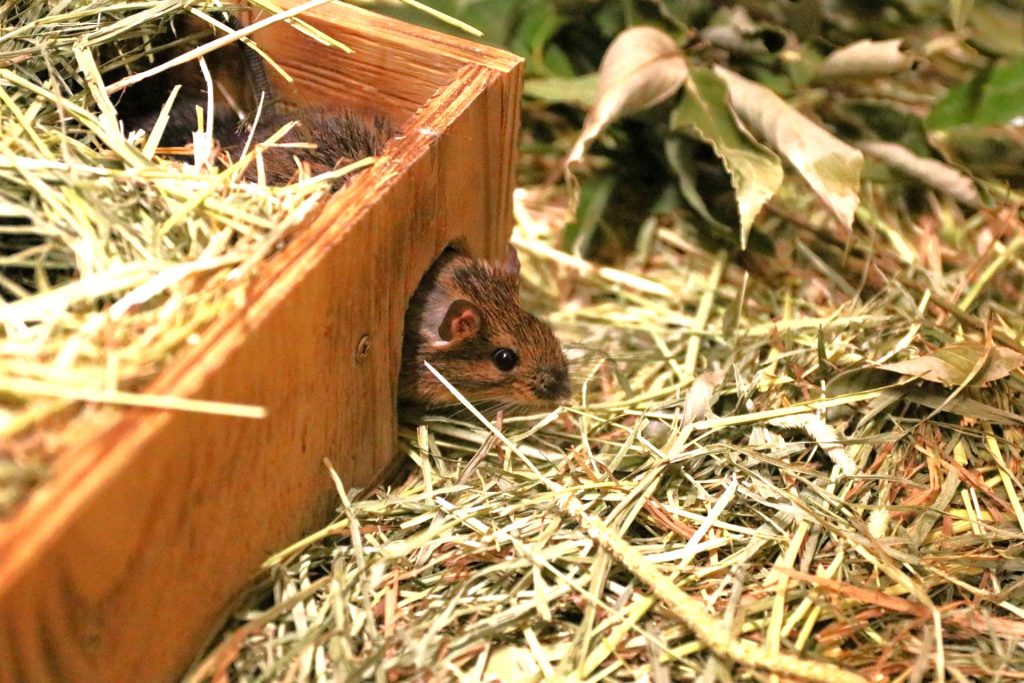 箱から顔を出すアマミトゲネズミ（神戸どうぶつ王国提供）