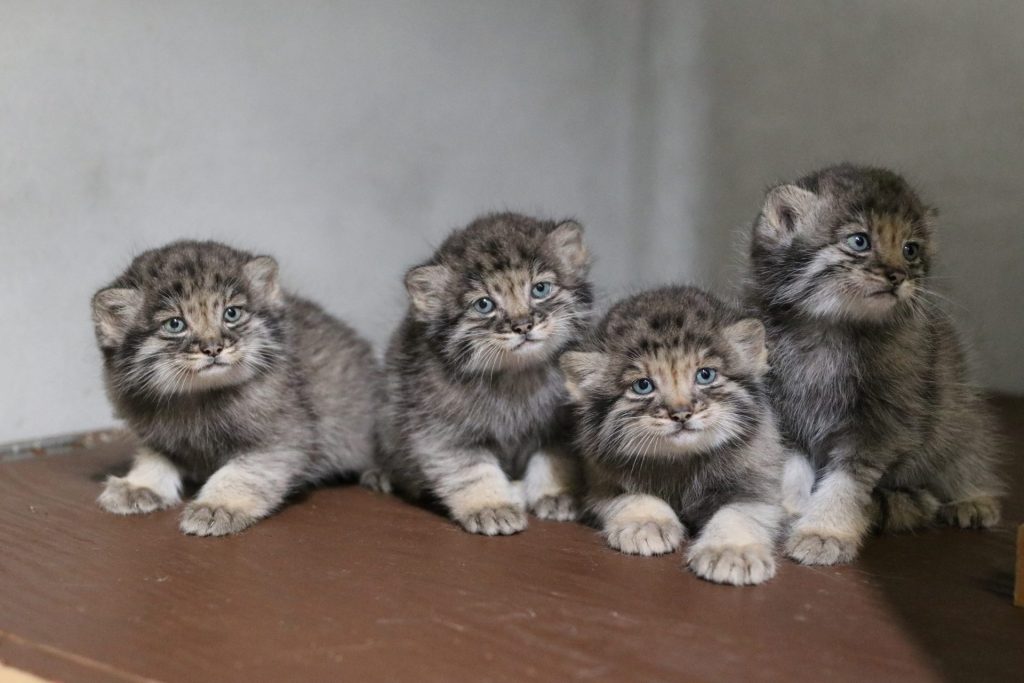 すくすく成長中！ 生息数が減少している「マヌルネコ」の赤ちゃんが