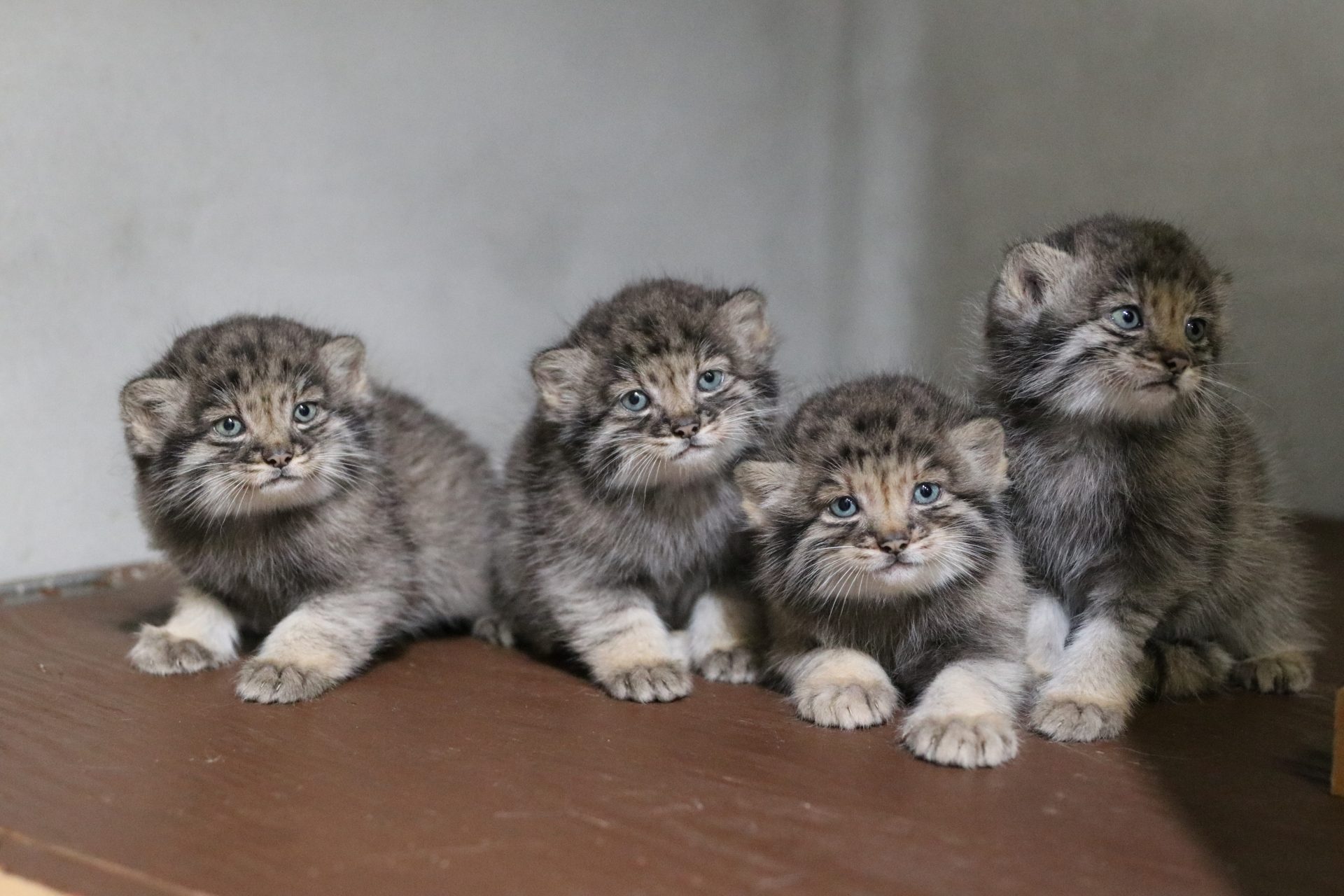 すくすく成長中！ 生息数が減少している「マヌルネコ」の赤ちゃんが