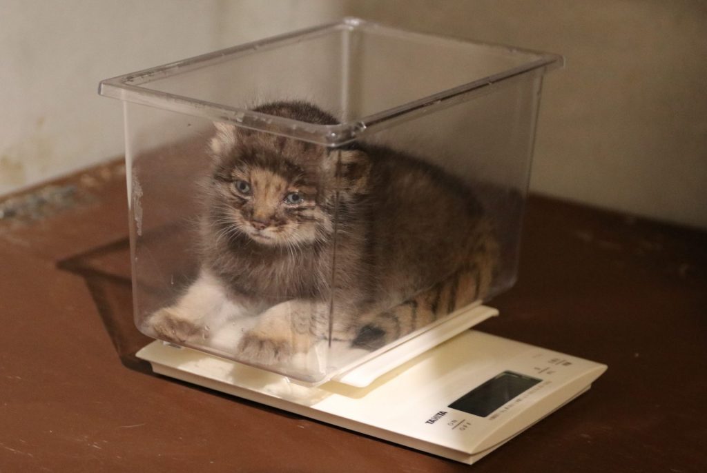体重測定をするマヌルネコの赤ちゃん（神戸どうぶつ王国提供）