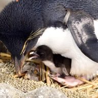 ミナミイワトビペンギン子育ての様子（海遊館提供）