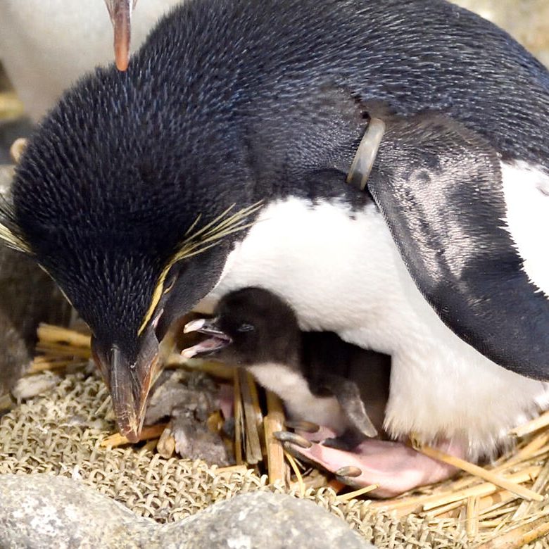 海遊館にペンギンの雛が誕生！ 公開体重測定でちょこんとかわいい姿が