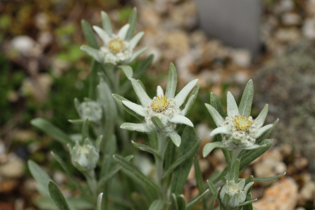 エーデルワイス　画像提供：六甲高山植物園