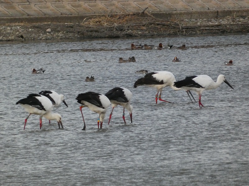 明石市のため池に飛来したコウノトリ（画像提供：明石市）